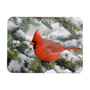 Northern Cardinal in Balsam fir tree in winter Magnet