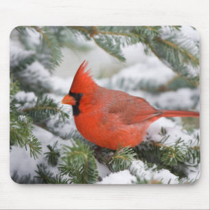 Northern Cardinal in Balsam fir tree in winter Mouse Mat