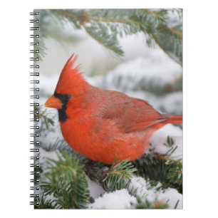 Northern Cardinal in Balsam fir tree in winter Notebook