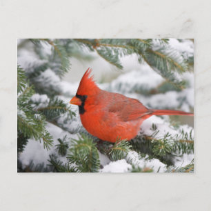 Northern Cardinal in Balsam fir tree in winter Postcard