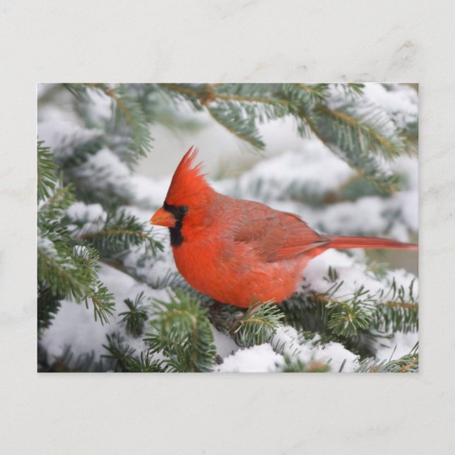 Northern Cardinal in Balsam fir tree in winter Postcard (Front)