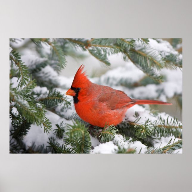 Northern Cardinal in Balsam fir tree in winter Poster (Front)