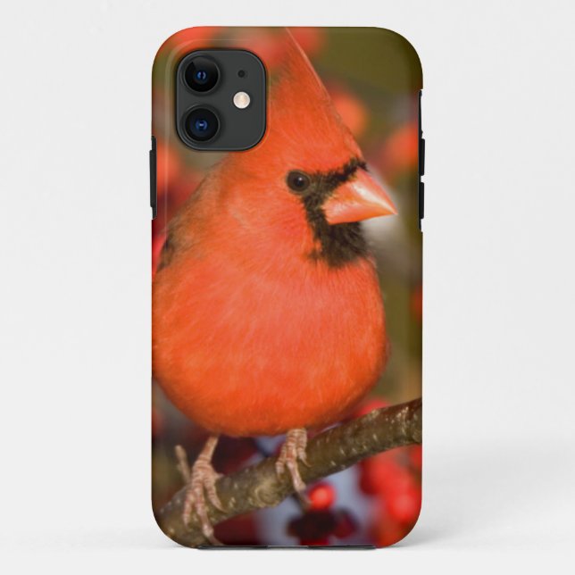 Northern Cardinal in Common Winterberry Case-Mate iPhone Case (Back)