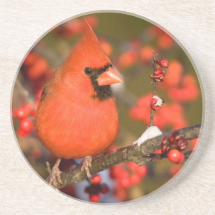 Northern Cardinal in Common Winterberry Coaster