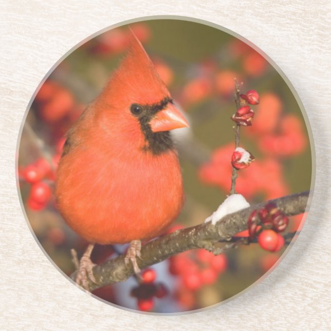 Northern Cardinal in Common Winterberry Coaster (Front)