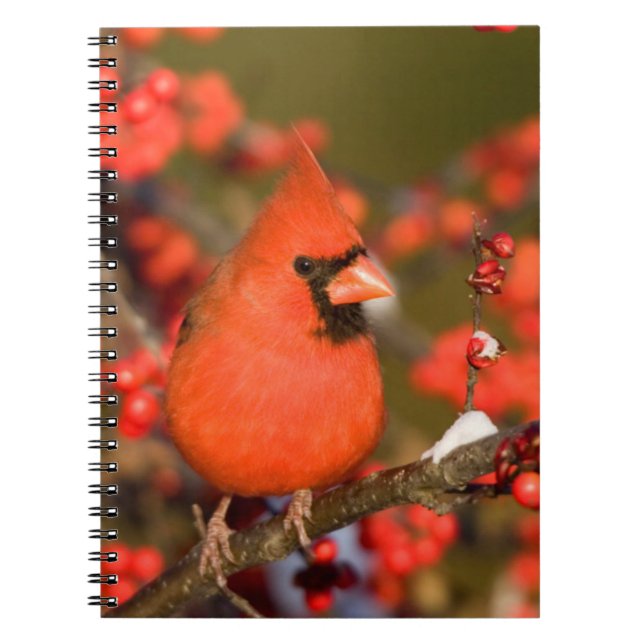 Northern Cardinal in Common Winterberry Notebook (Front)