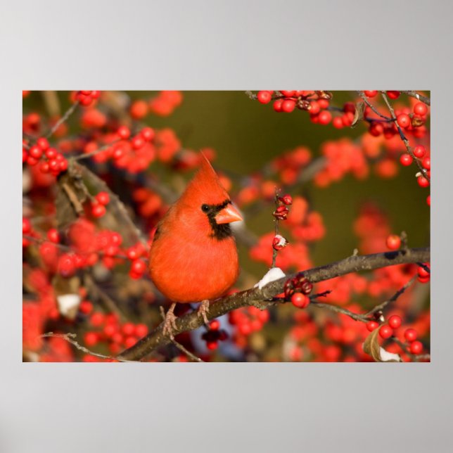 Northern Cardinal in Common Winterberry Poster (Front)