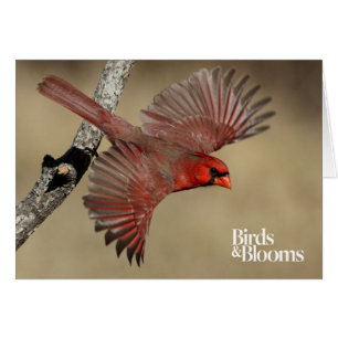 Northern Cardinal In Flight