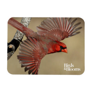 Northern Cardinal In Flight Magnet