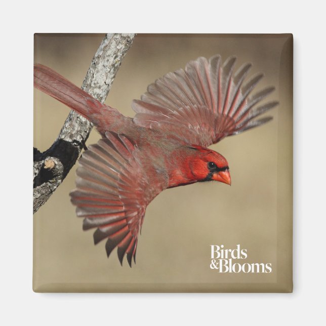 Northern Cardinal In Flight Magnet (Front)
