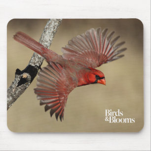 Northern Cardinal In Flight Mouse Mat