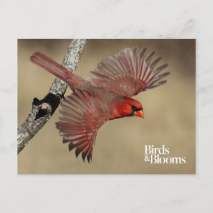 Northern Cardinal In Flight Postcard