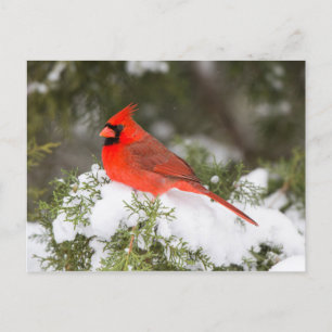 Northern Cardinal in Juniper Tree at Wintertime Holiday Postcard
