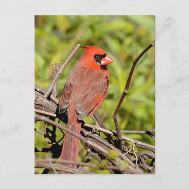 Northern Cardinal In Michigan Postcard (Front)