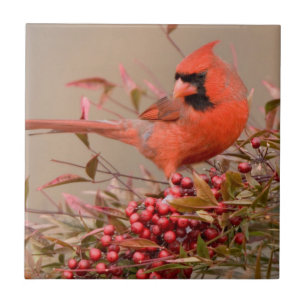Northern Cardinal in Nandina Heavenly Bamboo Tile