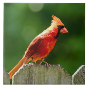 Northern Cardinal in Summer Nature Photography Tile