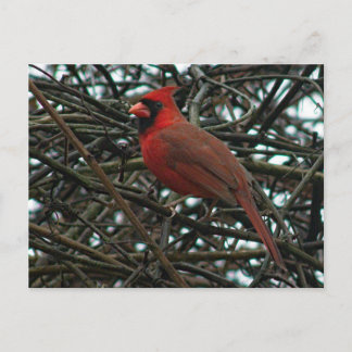 Northern Cardinal in the Grape Vine Postcard