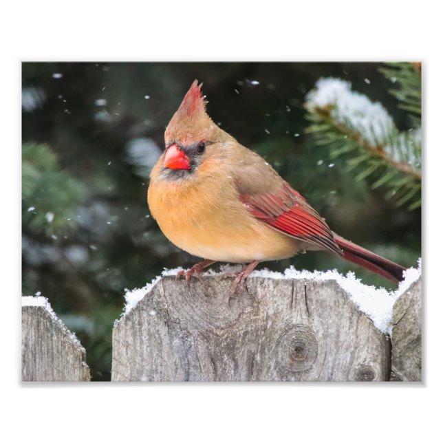 Northern Cardinal in the Snow Nature Photography Photo Print (Front)