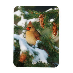 Northern Cardinal in tree, Illinois Magnet