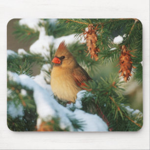 Northern Cardinal in tree, Illinois Mouse Mat