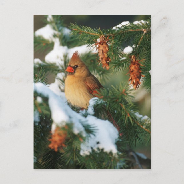 Northern Cardinal in tree, Illinois Postcard (Front)