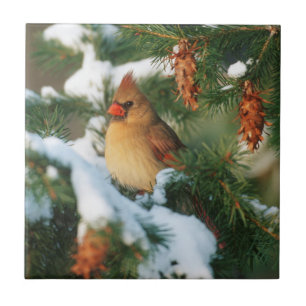 Northern Cardinal in tree, Illinois Tile