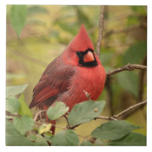 Northern Cardinal in Tree in Early Autumn Tile