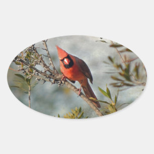 Northern Cardinal in Wax Myrtle Oval Sticker
