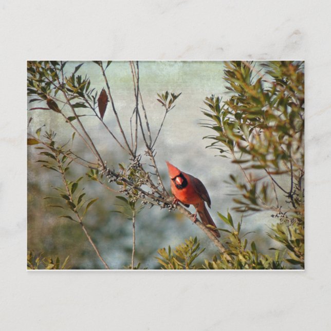 Northern Cardinal in Wax Myrtle Postcard (Front)