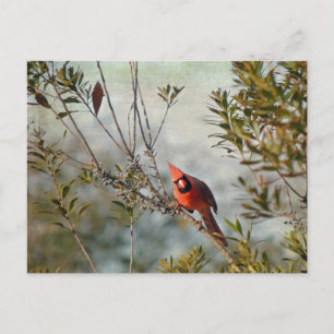 Northern Cardinal in Wax Myrtle Postcard