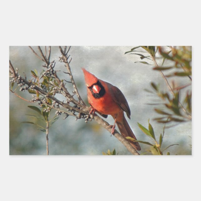 Northern Cardinal in Wax Myrtle Rectangular Sticker (Front)