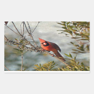 Northern Cardinal in Wax Myrtle Rectangular Sticker