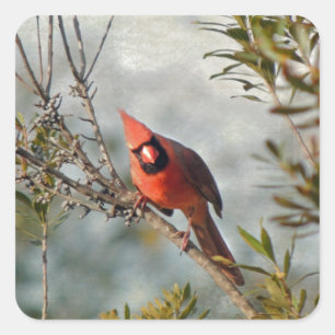 Northern Cardinal in Wax Myrtle Square Sticker