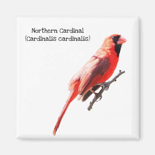 Northern Cardinal Magnet (Front)