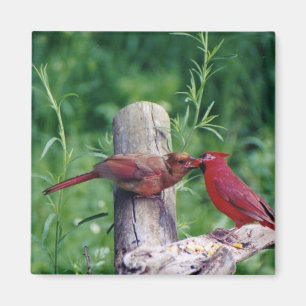 Northern Cardinal Magnet