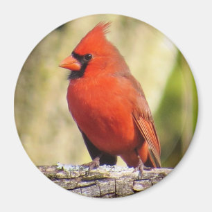 Northern Cardinal Magnet