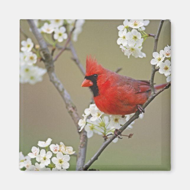 Northern Cardinal Magnet (Front)