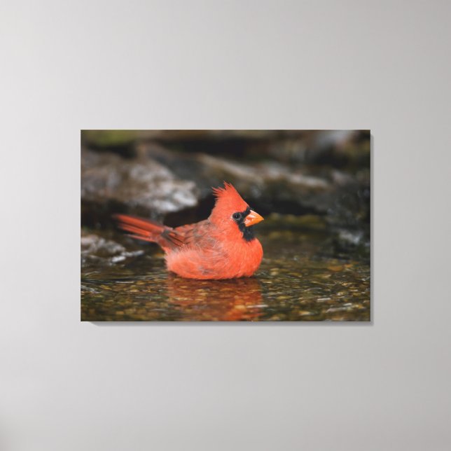 Northern Cardinal male bathing Canvas Print (Front)