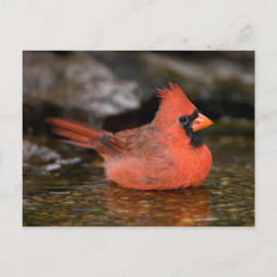 Northern Cardinal male bathing Postcard