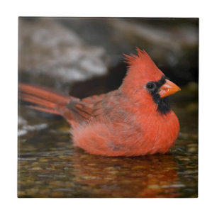 Northern Cardinal male bathing Tile