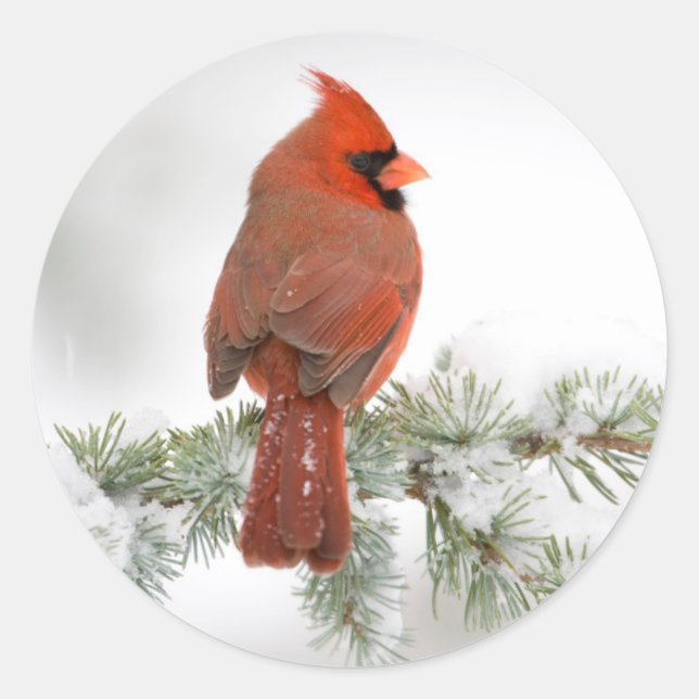 Northern Cardinal male on Blue Atlas Cedar Classic Round Sticker (Front)