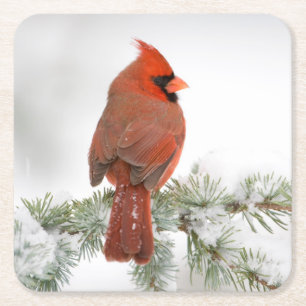 Northern Cardinal male on Blue Atlas Cedar Square Paper Coaster
