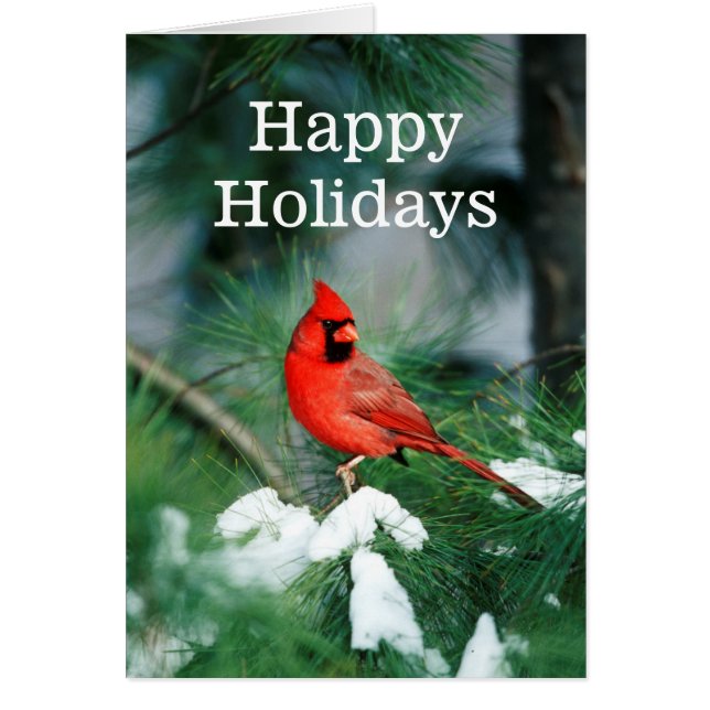 Northern Cardinal male on tree, IL (Front)