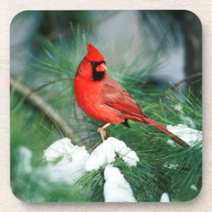 Northern Cardinal male on tree, IL Coaster