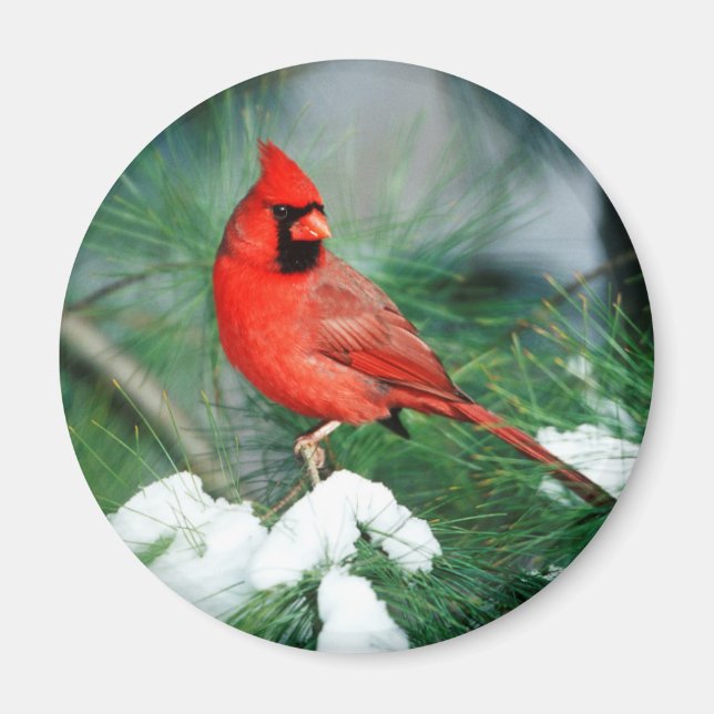 Northern Cardinal male on tree, IL Magnet (Front)