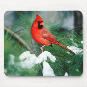 Northern Cardinal male on tree, IL Mouse Mat