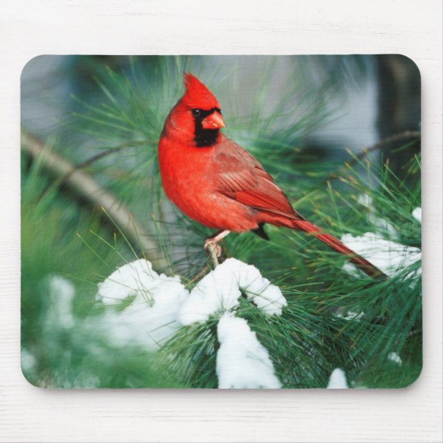 Northern Cardinal male on tree, IL Mouse Mat (Front)