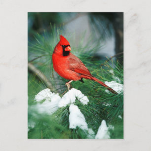Northern Cardinal male on tree, IL Postcard