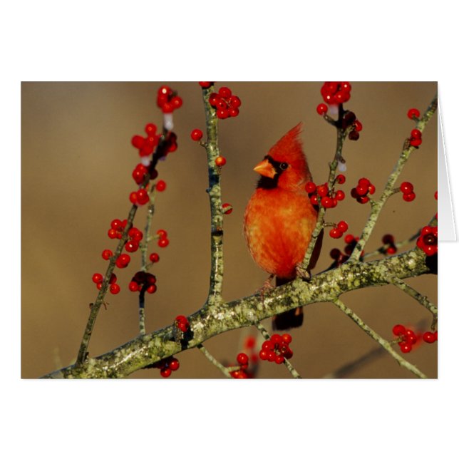 Northern Cardinal male perched, IL (Front Horizontal)