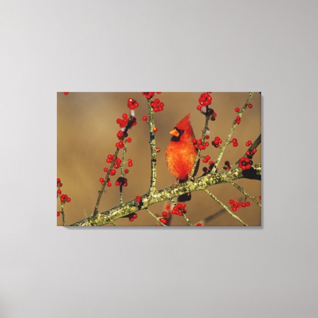 Northern Cardinal male perched, IL Canvas Print (Front)